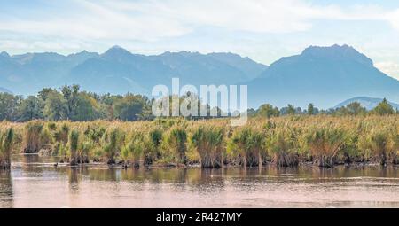 At the Rhine delta near Fussach, Austria Stock Photo