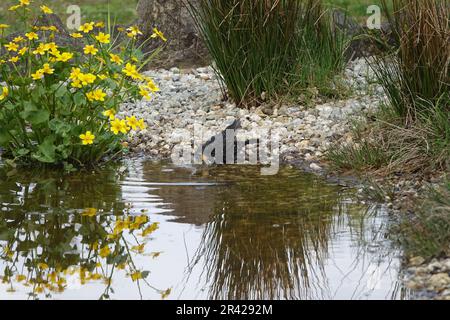 Caltha palustris, kingscup, bathing blackbird Stock Photo