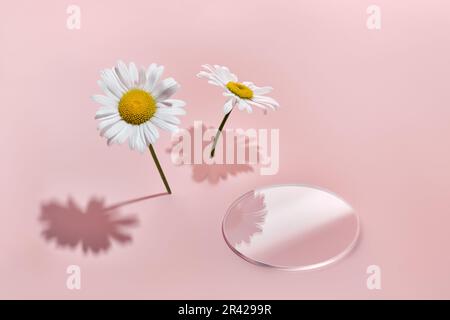 Empty glass podium slide and chamomile flowers on pink background. Creative mockup for cosmetic beauty products Stock Photo
