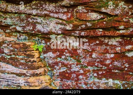 Names carved in textured rock, cliff wall with lichen moss growing on stone and green plants in crack Stock Photo