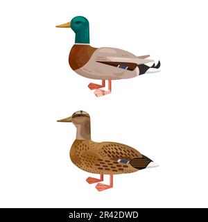 Mallard duck set. Male and female couple of Anas platyrhynchos birds isolated on white background. Vector illustration Stock Vector