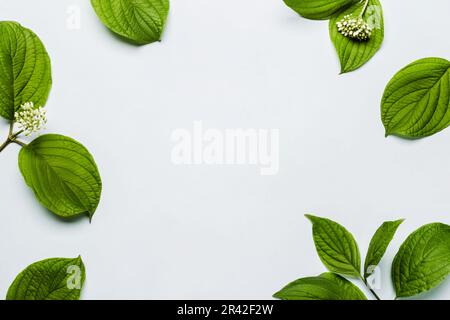 Beautiful green leaves frame on gentle blue background. Minimal summer floral pattern Stock Photo
