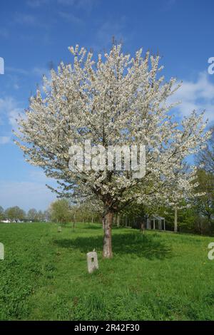 Prunus avium, sweet cherry Stock Photo