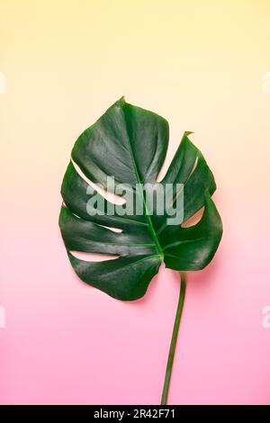 Monstera leaf on pastel gradient background. Summer exotic minimalistic background Stock Photo