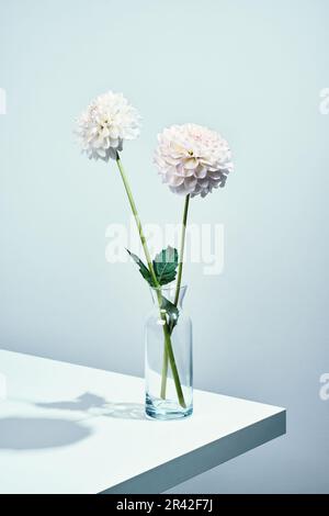 Autumn dahlias flowers on white table. Wall table background, isometric view Stock Photo