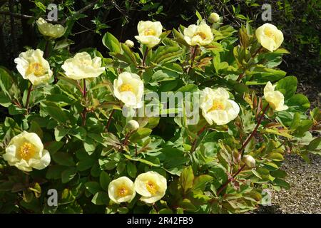 Paeonia wittmanniana, Caucasian peony Stock Photo