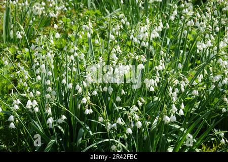 Leucojum aestivum, summer snowflake Stock Photo