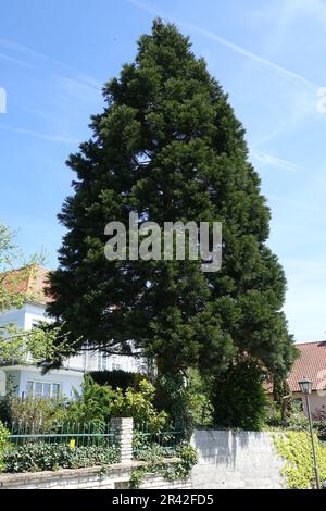 Sequoiadendron giganteum, Redwood tree Stock Photo