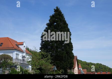 Sequoiadendron giganteum, Redwood tree Stock Photo