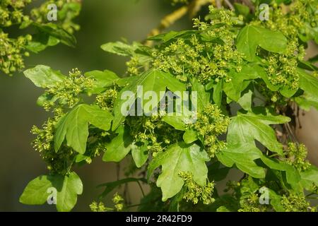 Acer campestre, field maple Stock Photo - Alamy