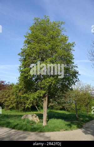 Acer campestre, field maple Stock Photo