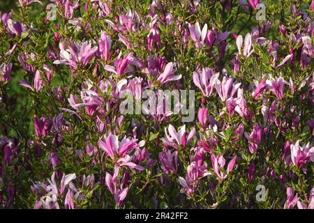Magnolia liliiflora Susan, lilyflowering magnolia Stock Photo