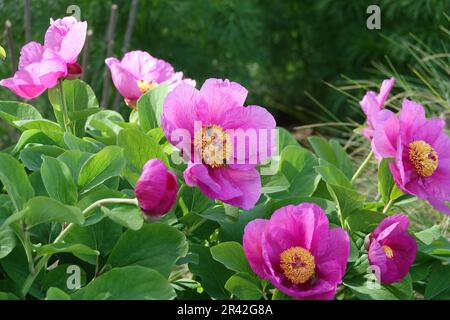Paeonia coriacea, Cosican peony Stock Photo