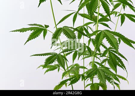 Beautiful green marijuana plant. Hemp Cannabis leaves on white background. Front view Stock Photo