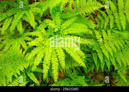 Five-finger fern (Adiantum aleuticum) along Niagara Falls Trail, Siuslaw National Forest, Oregon Stock Photo