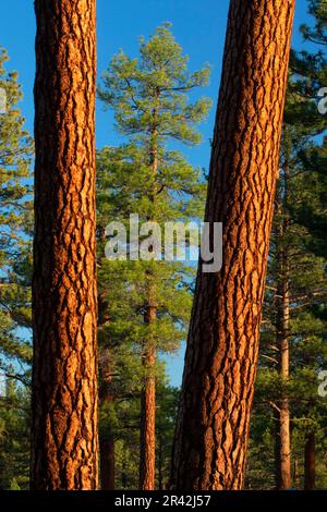 Ponderosa pine (Pinus ponderosa) at Cabin Lake, Deschutes National Forest, Oregon Stock Photo