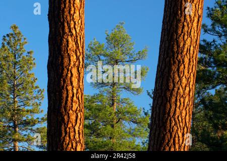 Ponderosa pine (Pinus ponderosa) at Cabin Lake, Deschutes National Forest, Oregon Stock Photo