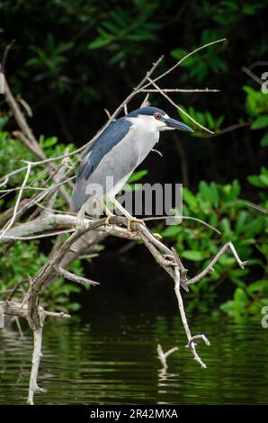 Birding is a Popular Acxtivity at Tres Palos Lagoon in Acapulco Stock Photo