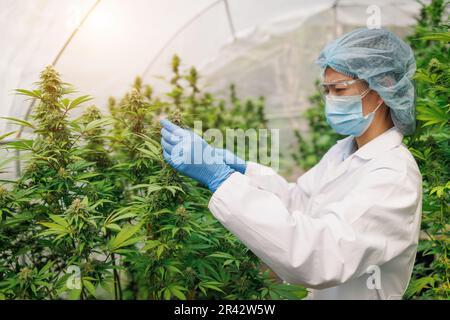 cannabis research Scientists examine and analyze hemp plants. Sign the results with a laptop in the greenhouse. Concept of herbal alternative medicine Stock Photo