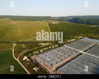 Aerial view on greenhouse factory surrounded by wheat field in countryside. Field of wheat blowing in the wind like green sea. Agronomy, industry and Stock Photo