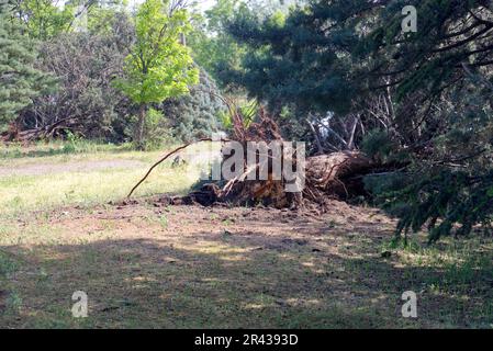 Fallen tree after storm. Storm damaged tree uprooted and broken from high winds. Stock Photo
