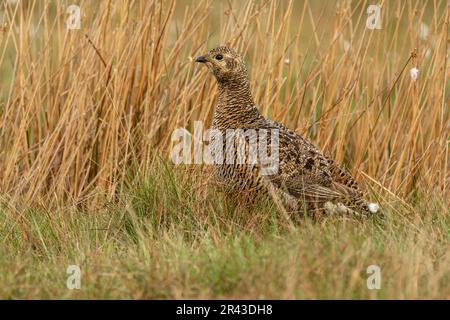 Black grouse female or hen.  Scientific name: Tetrao Tetrix  facing left and foraging in natural habitat of reeds and grasses on managed grouse moorla Stock Photo