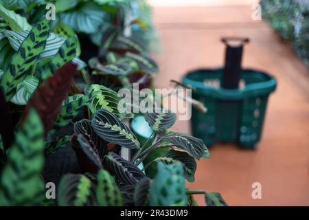 Closeup and selective focus Maranta leuconeura and on backgraund a shopping cart in plant shop. Stock Photo