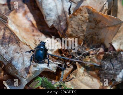 Low angle shot of a dung beetle on forest ground with dry leaves Stock Photo