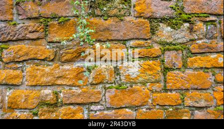 Colorful sandstone wall partly overgrown with green moss and orange lichen Stock Photo