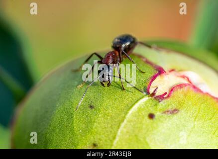 red ant on leaf in the spring Stock Photo
