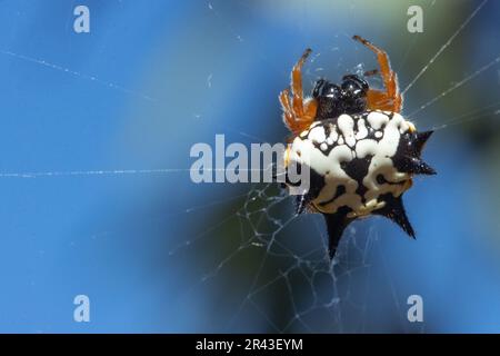 Colorful white, orange and black jewel spider suspended in its web Stock Photo