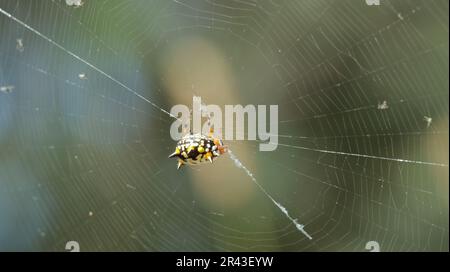 Colorful white, orange and black jewel spider suspended in its web Stock Photo