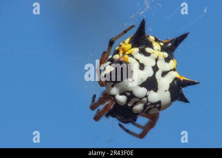 Colorful white, orange and black jewel spider suspended in its web Stock Photo