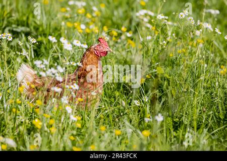 Free-range chickens in a meadow, Baden-Wuerttemberg, Germany Stock Photo