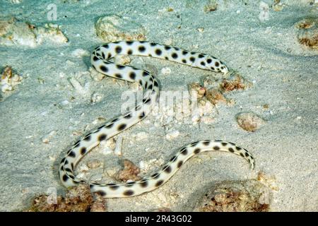 Spotted snake eel (Myrichthys maculosus) crawls over sandy seabed snuffles searches for tracks prey on sandy seabed seabed, Indian Ocean, Mascarene Stock Photo