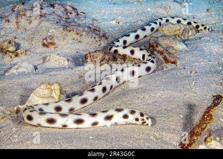 Spotted snake eel (Myrichthys maculosus) crawls over sandy seabed sniffs searches feels for prey in sandy seabed with tactile organs on head, Indian Stock Photo