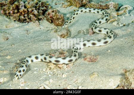 Spotted snake eel (Myrichthys maculosus) crawls over sandy seabed snuffles searches for tracks down prey in sandy seabed with tactile organs on head Stock Photo