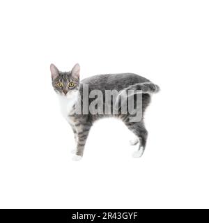 silver grey tabby cat with white chest and paws isolated on white background Stock Photo