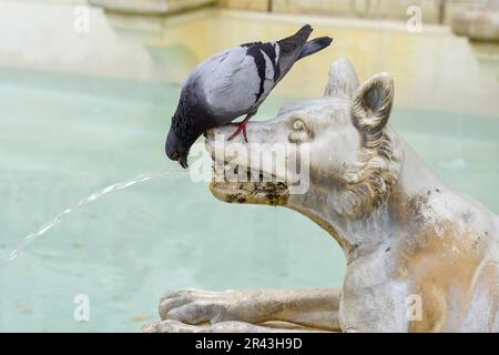 Pigeon drinking from a wolf in the main square of Sienna Stock Photo