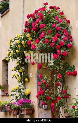 PIENZA, TUSCANY/ITALY - MAY 18 : Roses around the door of a property in Pienza on May 18, 2013 Stock Photo