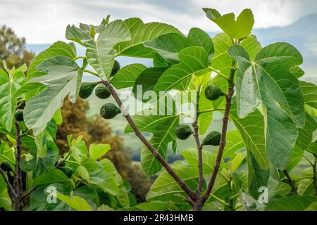 Healthy Fig tree growing in Tuscany Italy Stock Photo