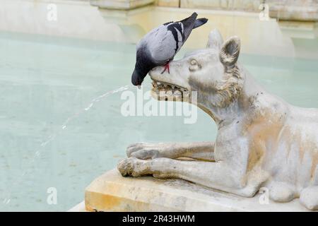 SIENNA, TUSCANY, ITALY - MAY 18 : Pigeon drinking from the mouth of a wolf in the main square of Sienna in Italy on May 18, 2013 Stock Photo
