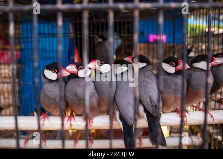 Java sparrow. Birds in cages for sale at the splendid animal market in ...