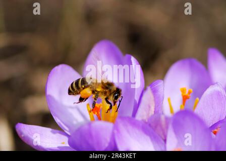 Flying honeybee collecting nectar at crocus blossoms Stock Photo