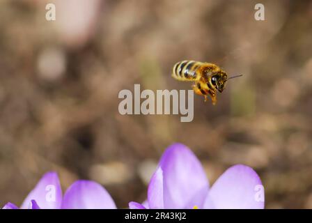 Flying honeybee collecting nectar at crocus blossoms Stock Photo