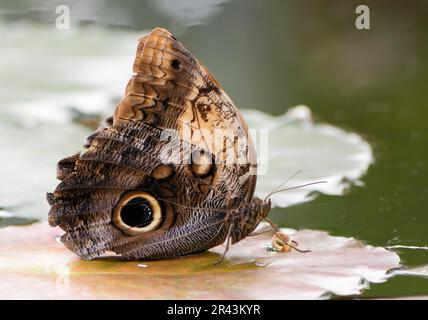 Exotic Forest Giant Owl (caligo eurilochus) (owl butterfly) Stock Photo