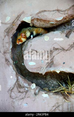 European hamster (Cricetus cricetus), European field hamster, Hamster, Rodents, Mammals, Animals, Common hamster in its burrow, captive, Alsace Stock Photo