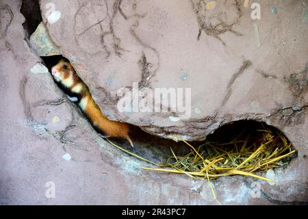 European hamster (Cricetus cricetus), European field hamster, Hamster, Rodents, Mammals, Animals, Common hamster in its burrow, captive, Alsace Stock Photo