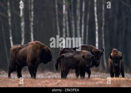 Bison in the autumn forest, sunny scene with big brown animal in the nature habitat, yellow leaves on the rain trees, Bialowieza NP, Poland. Wildlife Stock Photo