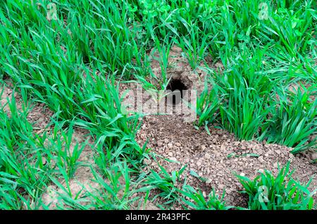 European hamster (Cricetus cricetus), European field hamster, hamster, rodents, mammals, animals, hamster burrow in wheat field, Alsace, France Stock Photo